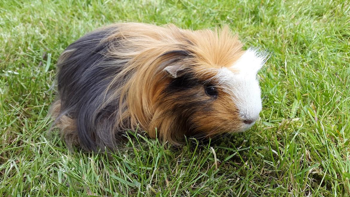 Marsvin Villy  billede 18