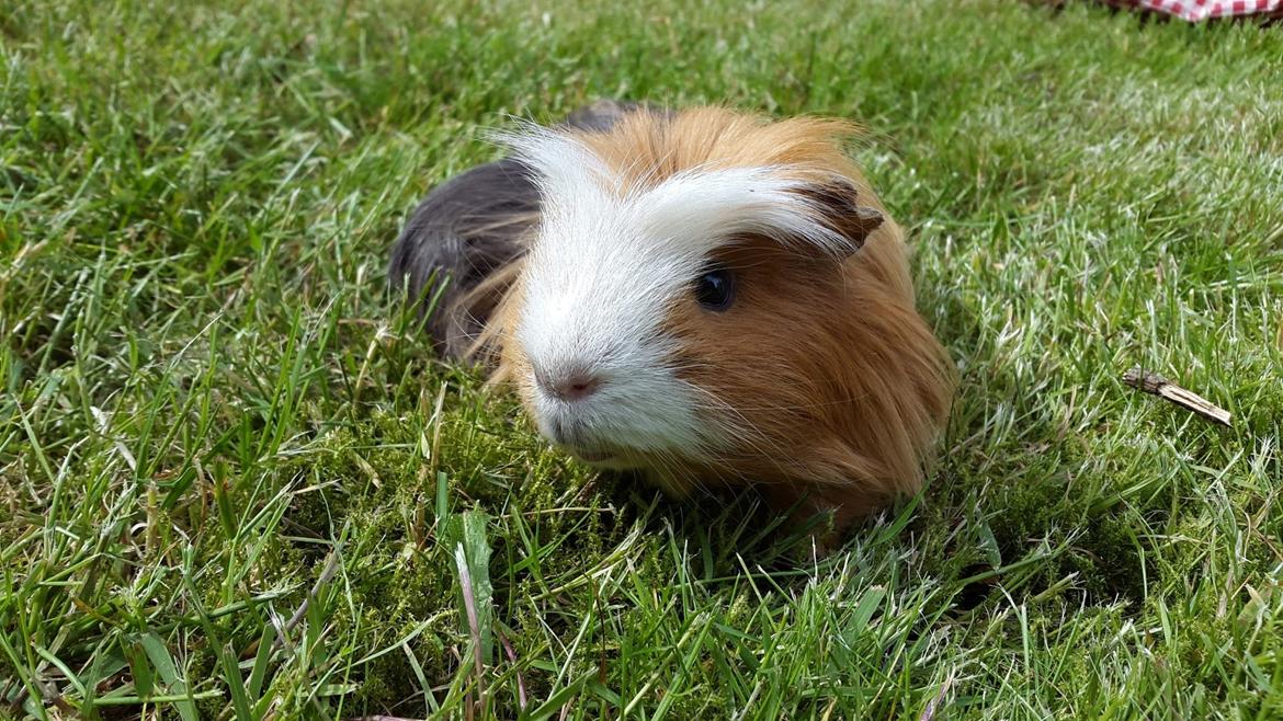 Marsvin Villy  billede 16