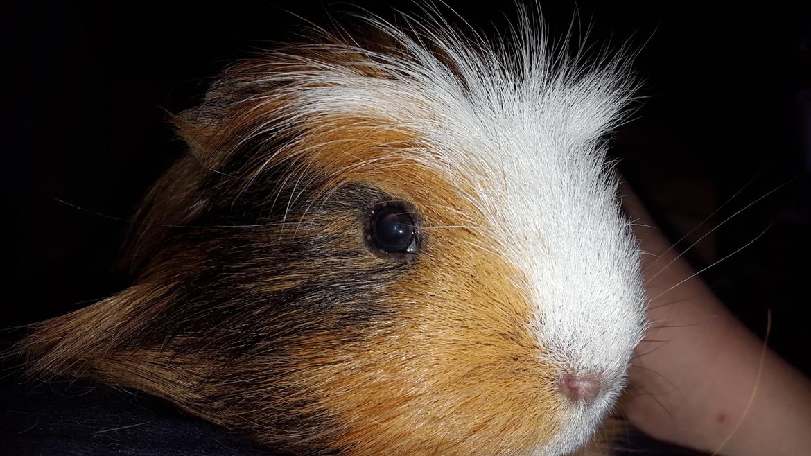 Marsvin Villy  billede 20