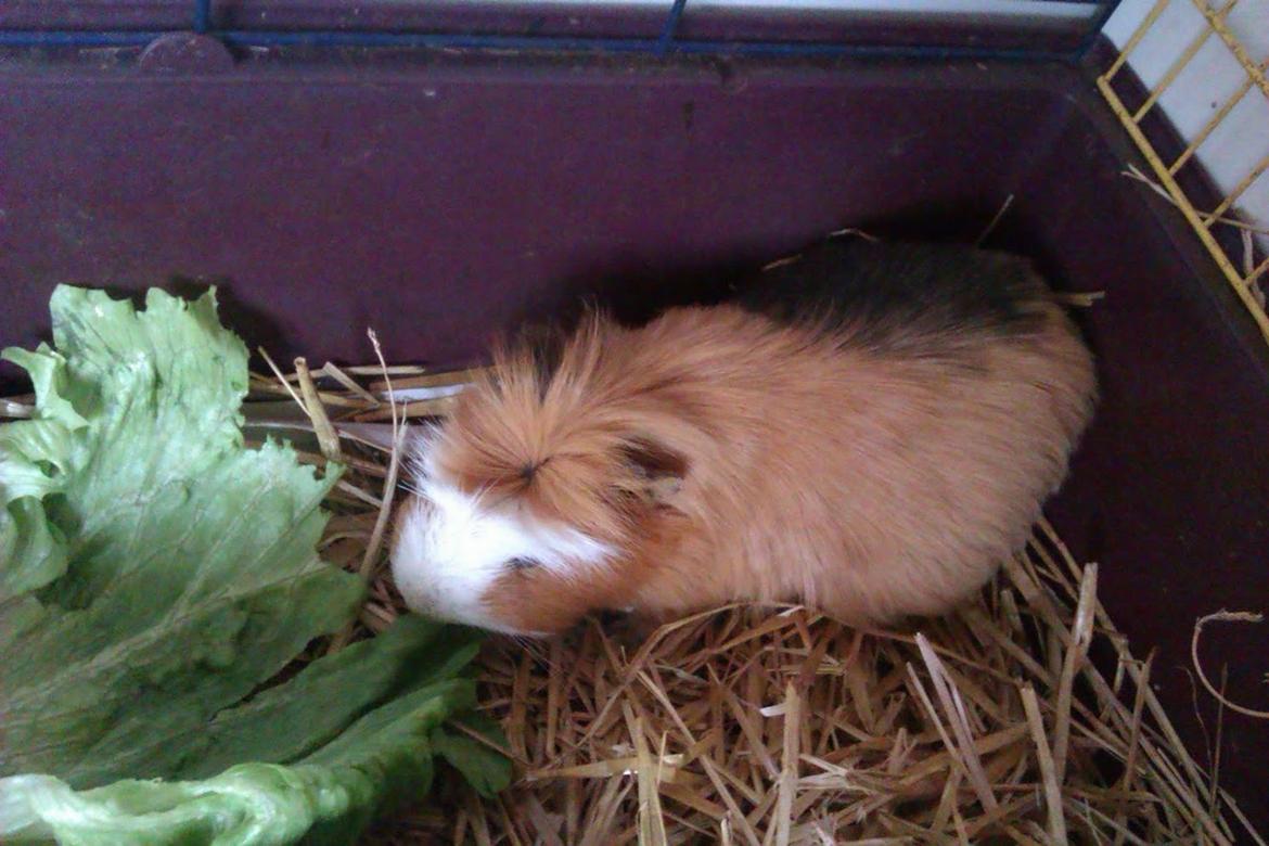 Marsvin Villy  billede 21