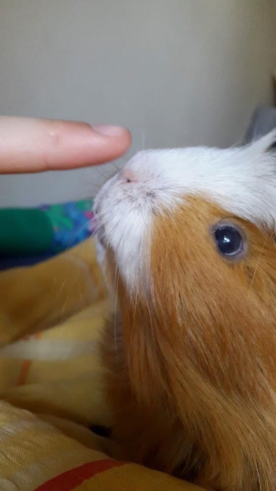 Marsvin Villy  billede 22