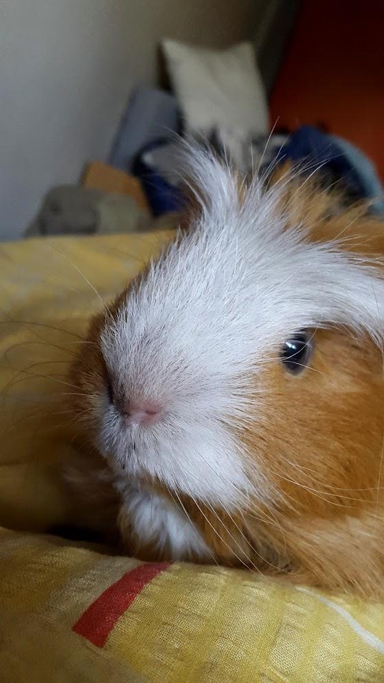 Marsvin Villy  billede 23