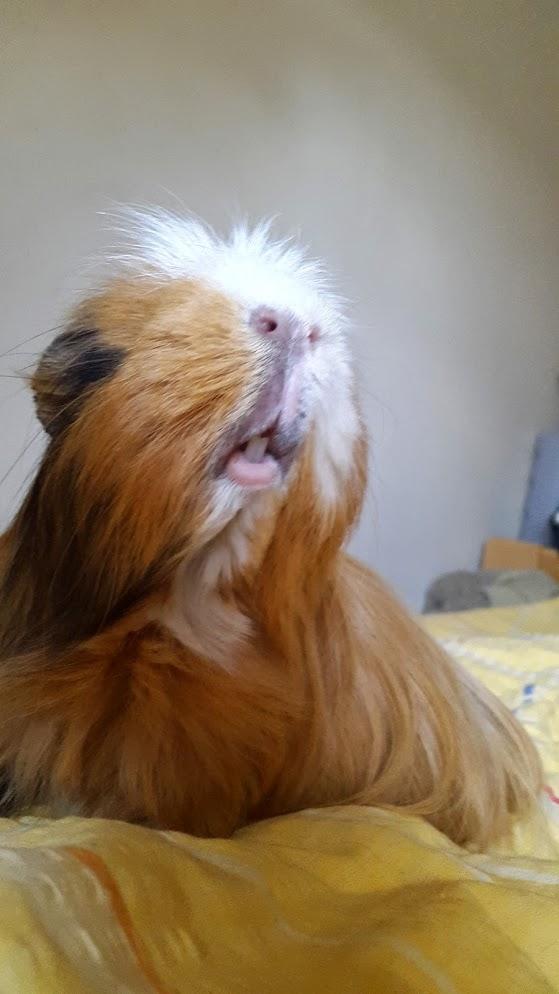 Marsvin Villy  billede 24