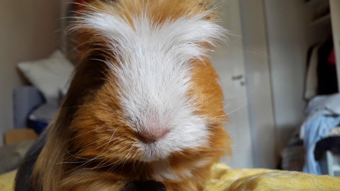 Marsvin Villy  billede 25