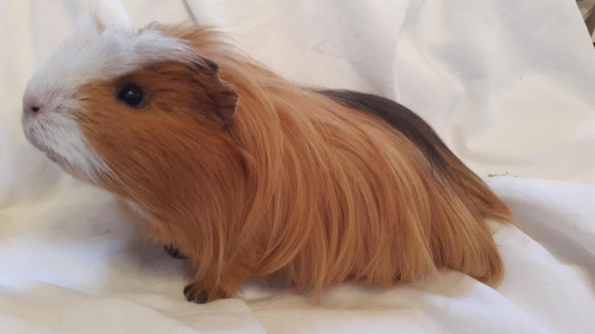 Marsvin Villy  billede 26