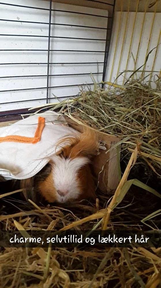 Marsvin Villy  billede 19