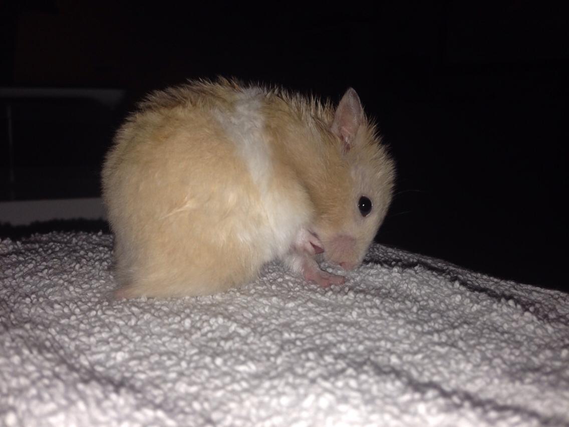 Hamster Tjalfe Hamtaro *RIP* billede 39