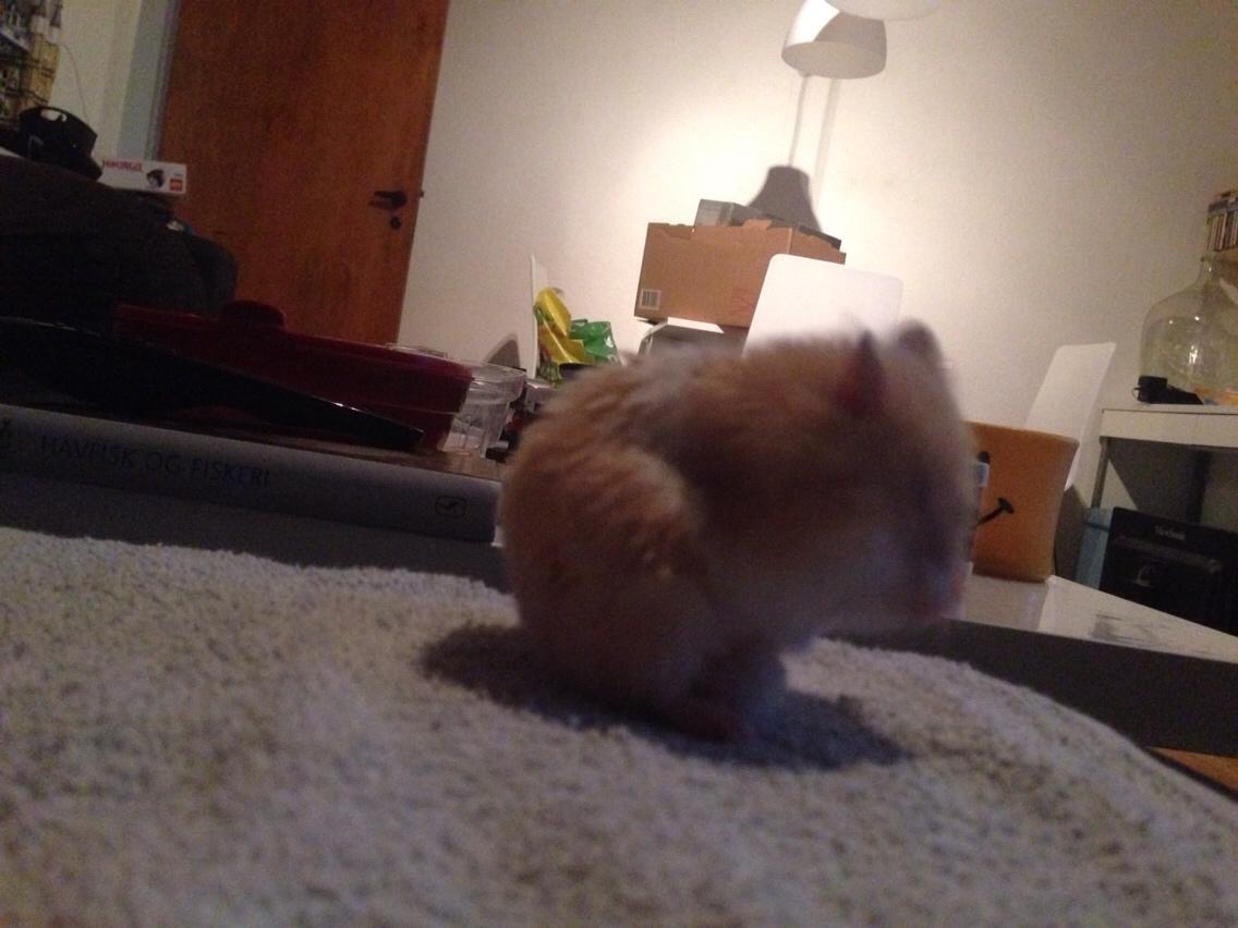 Hamster Tjalfe Hamtaro *RIP* billede 41