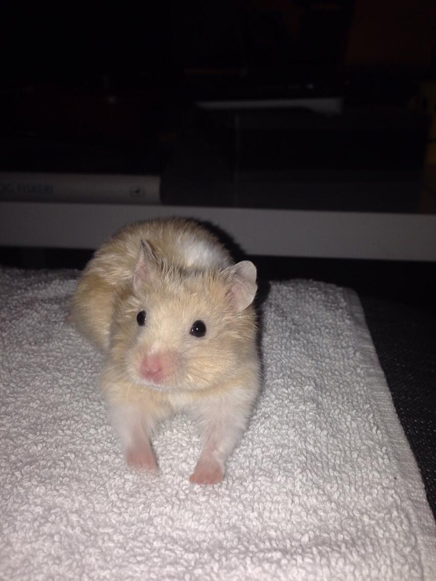Hamster Tjalfe Hamtaro *RIP* billede 43