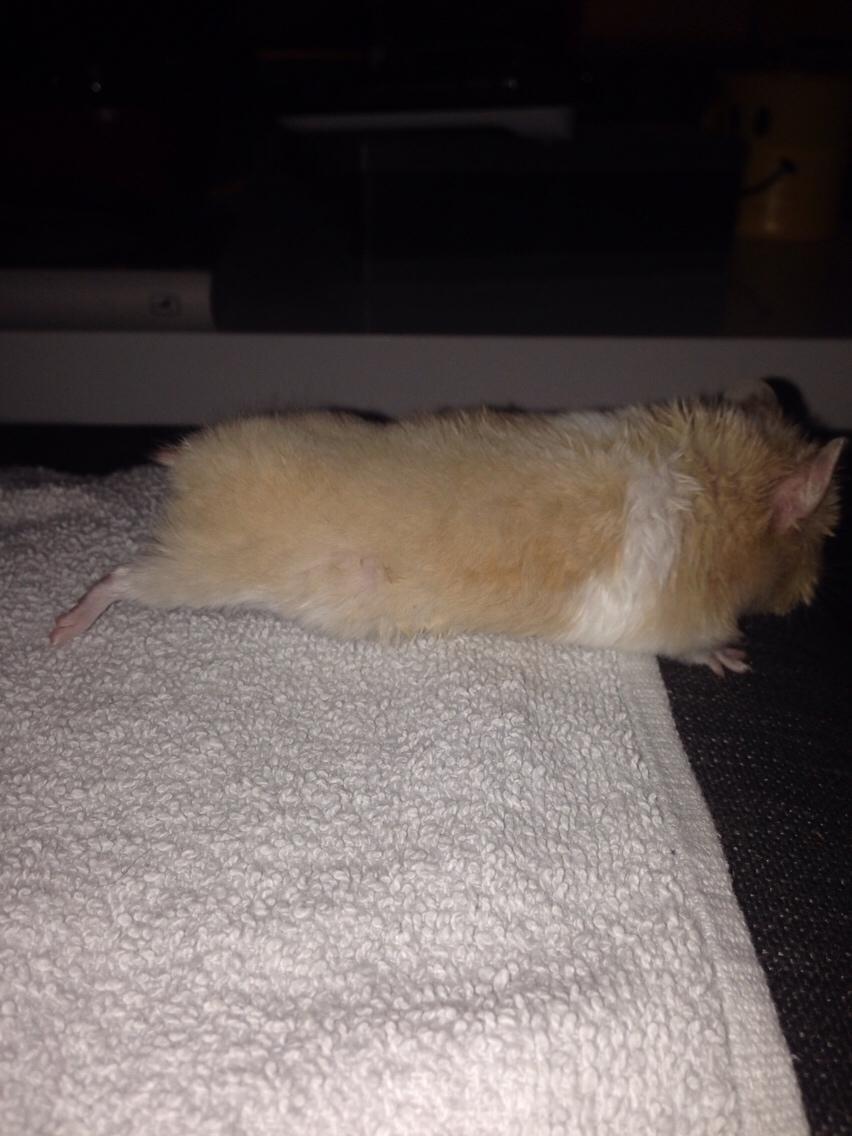 Hamster Tjalfe Hamtaro *RIP* billede 44