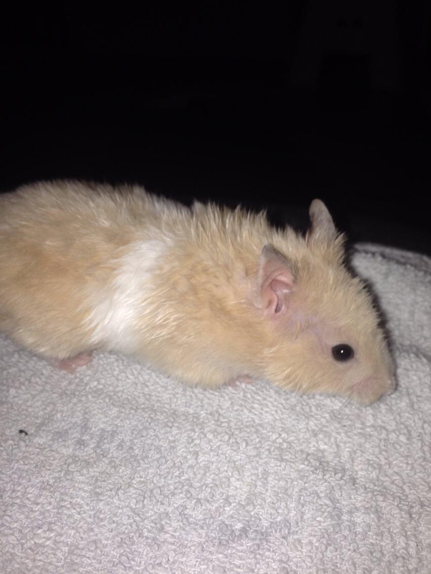 Hamster Tjalfe Hamtaro *RIP* billede 45