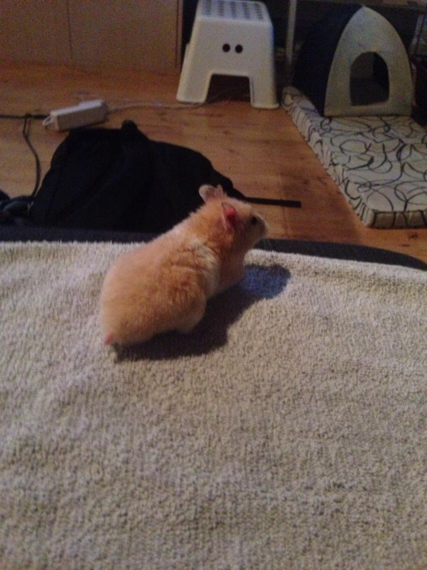 Hamster Tjalfe Hamtaro *RIP* billede 46