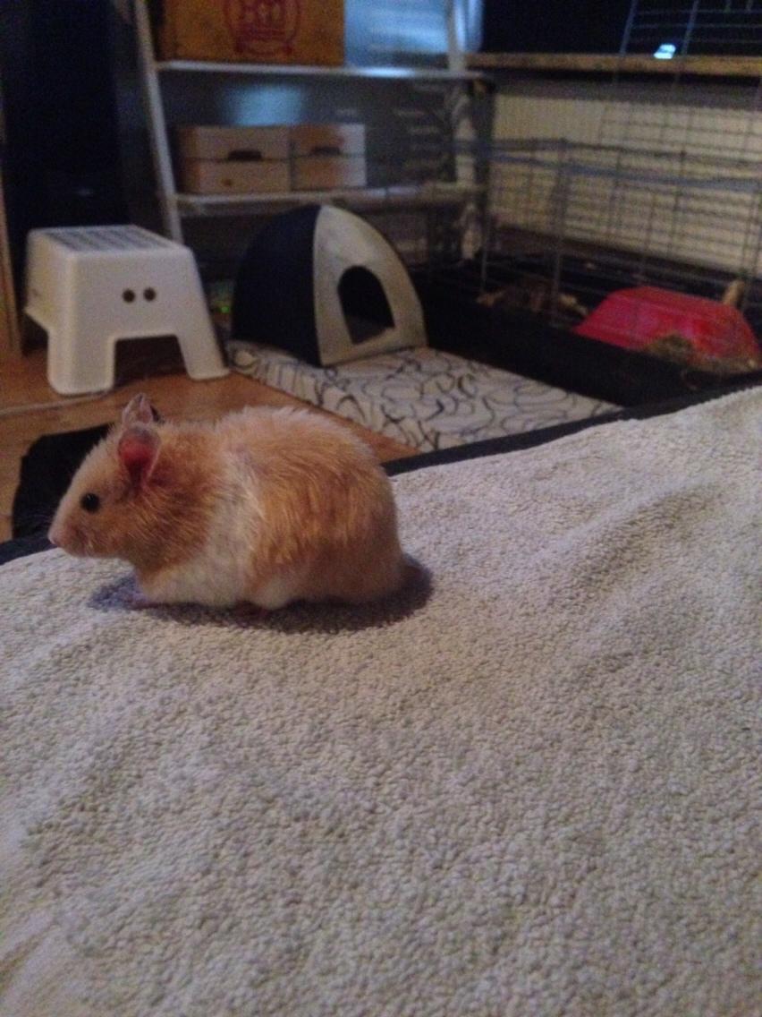 Hamster Tjalfe Hamtaro *RIP* billede 47