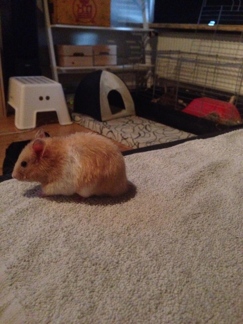 Hamster Tjalfe Hamtaro *RIP* billede 48