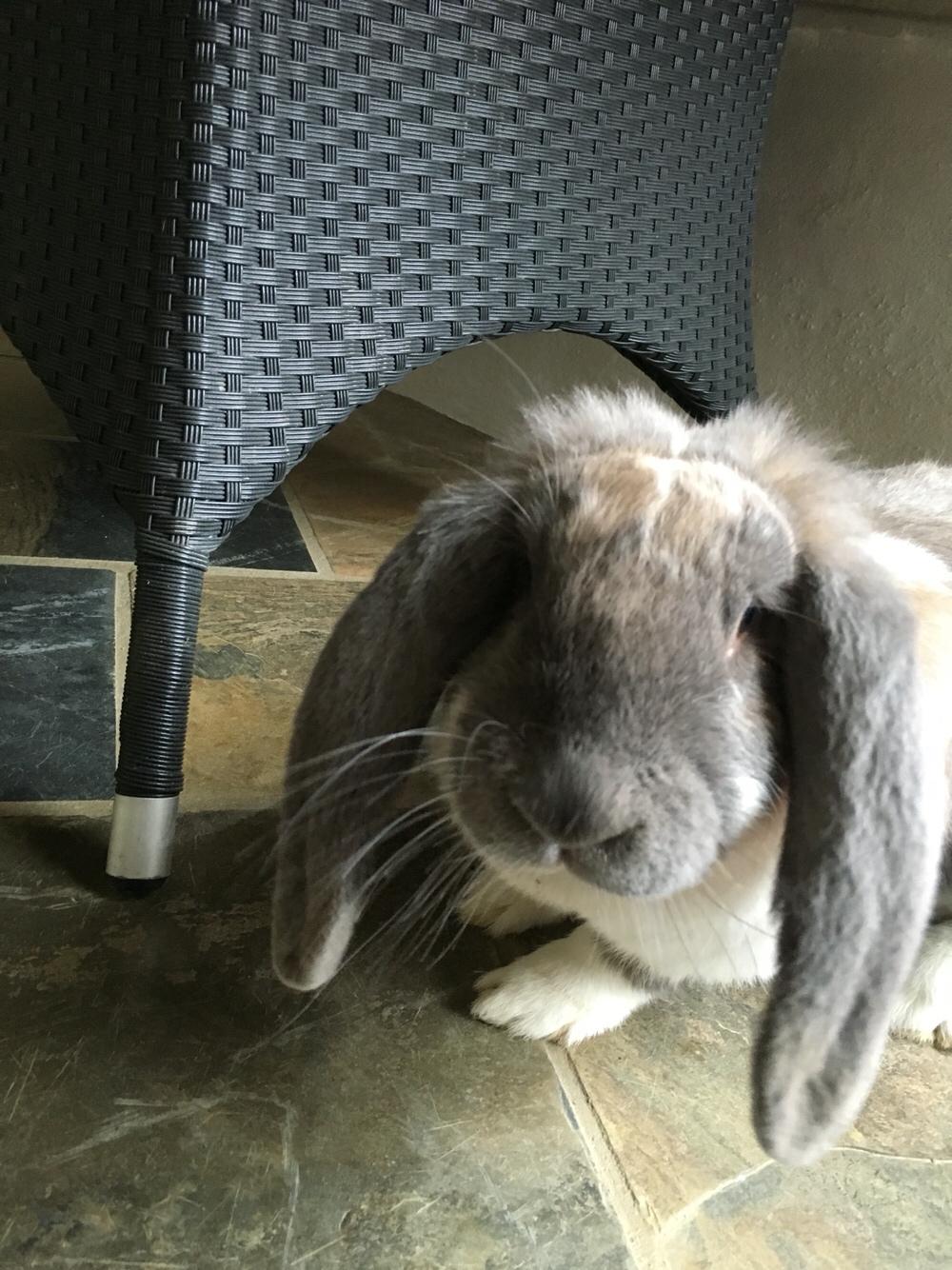 Kanin Fransk Vædder Isabella billede 7