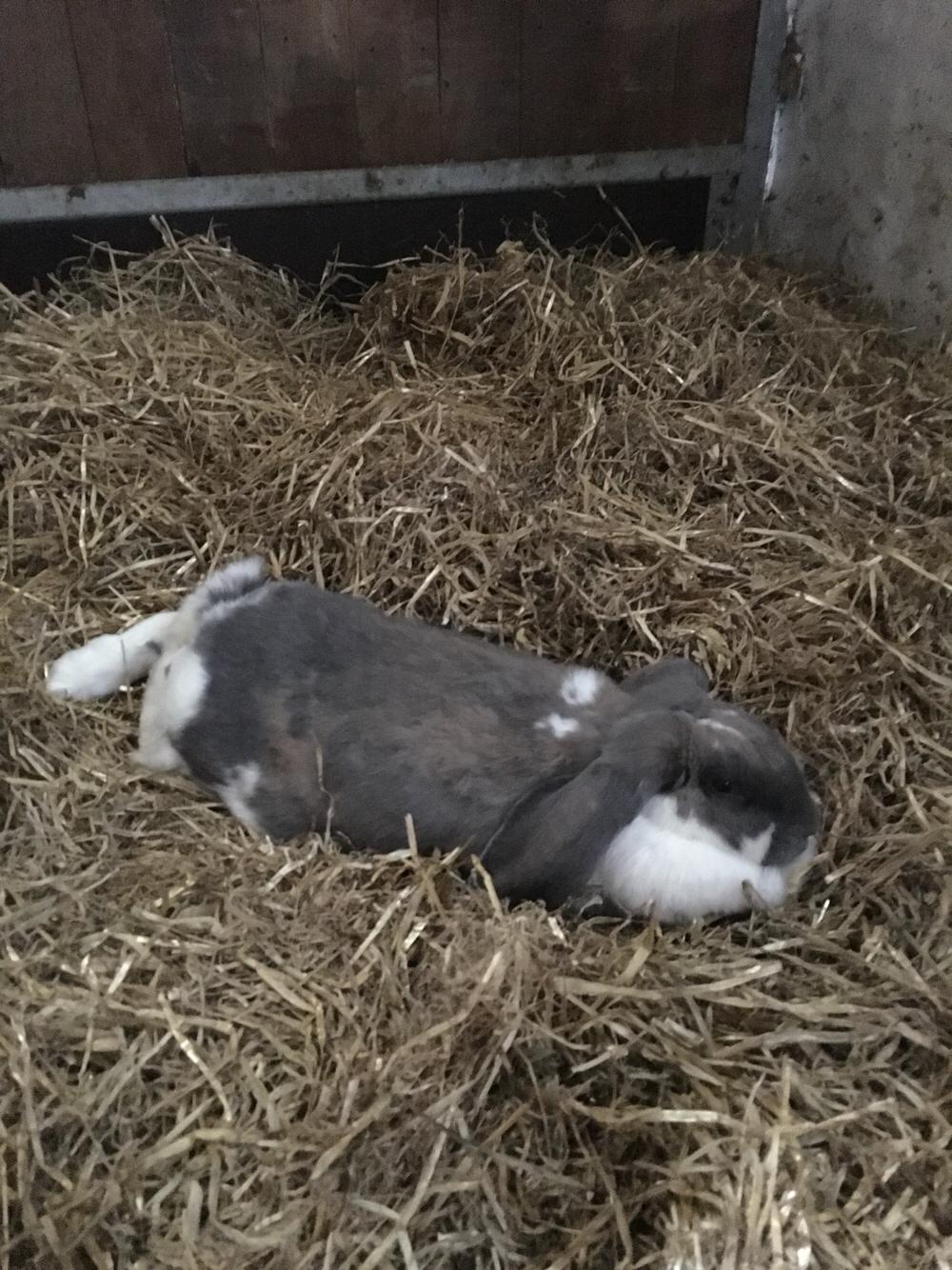 Kanin Fransk Vædder Isabella billede 16