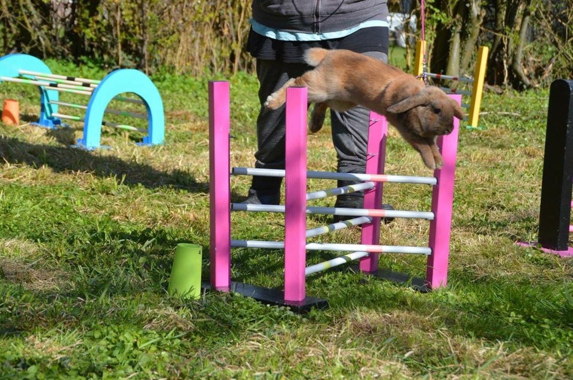 Kanin Oceans SCh. Playa Vargas af Sofiagården billede 14