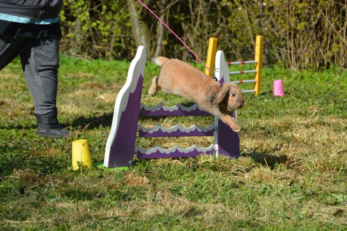 Kanin Oceans SCh. Playa Vargas af Sofiagården billede 16