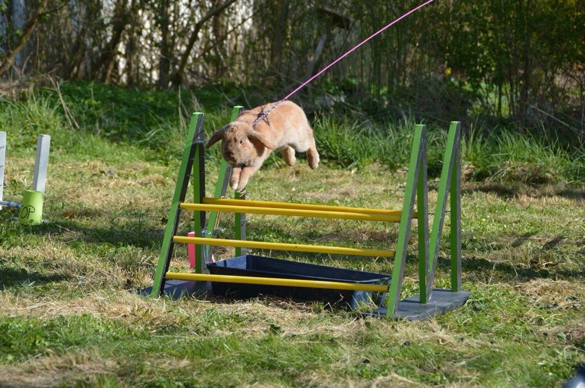 Kanin Oceans SCh. Playa Vargas af Sofiagården billede 15