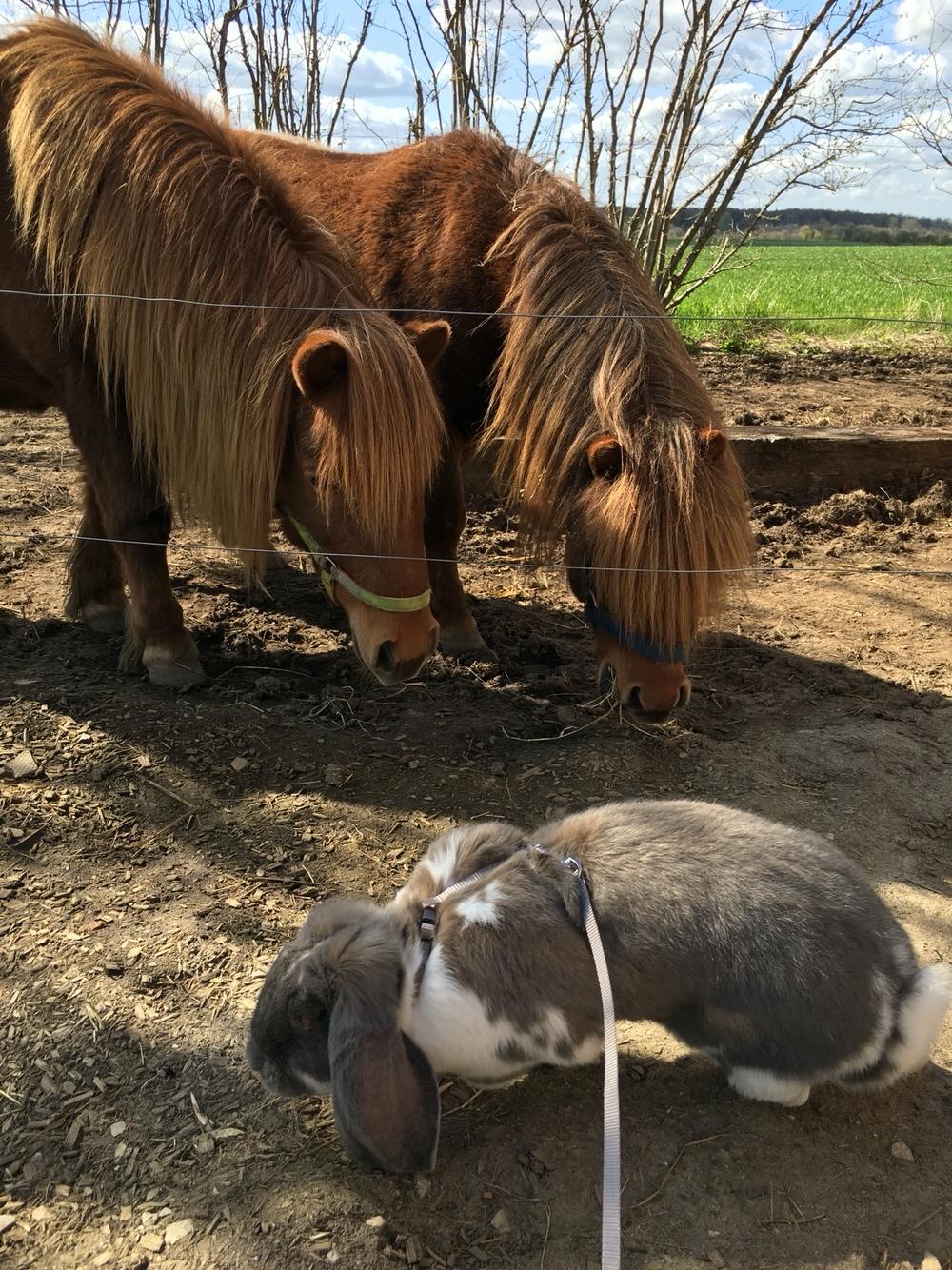 Kanin Fransk Vædder Isabella billede 17