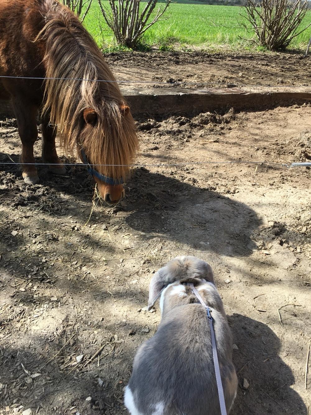 Kanin Fransk Vædder Isabella billede 19