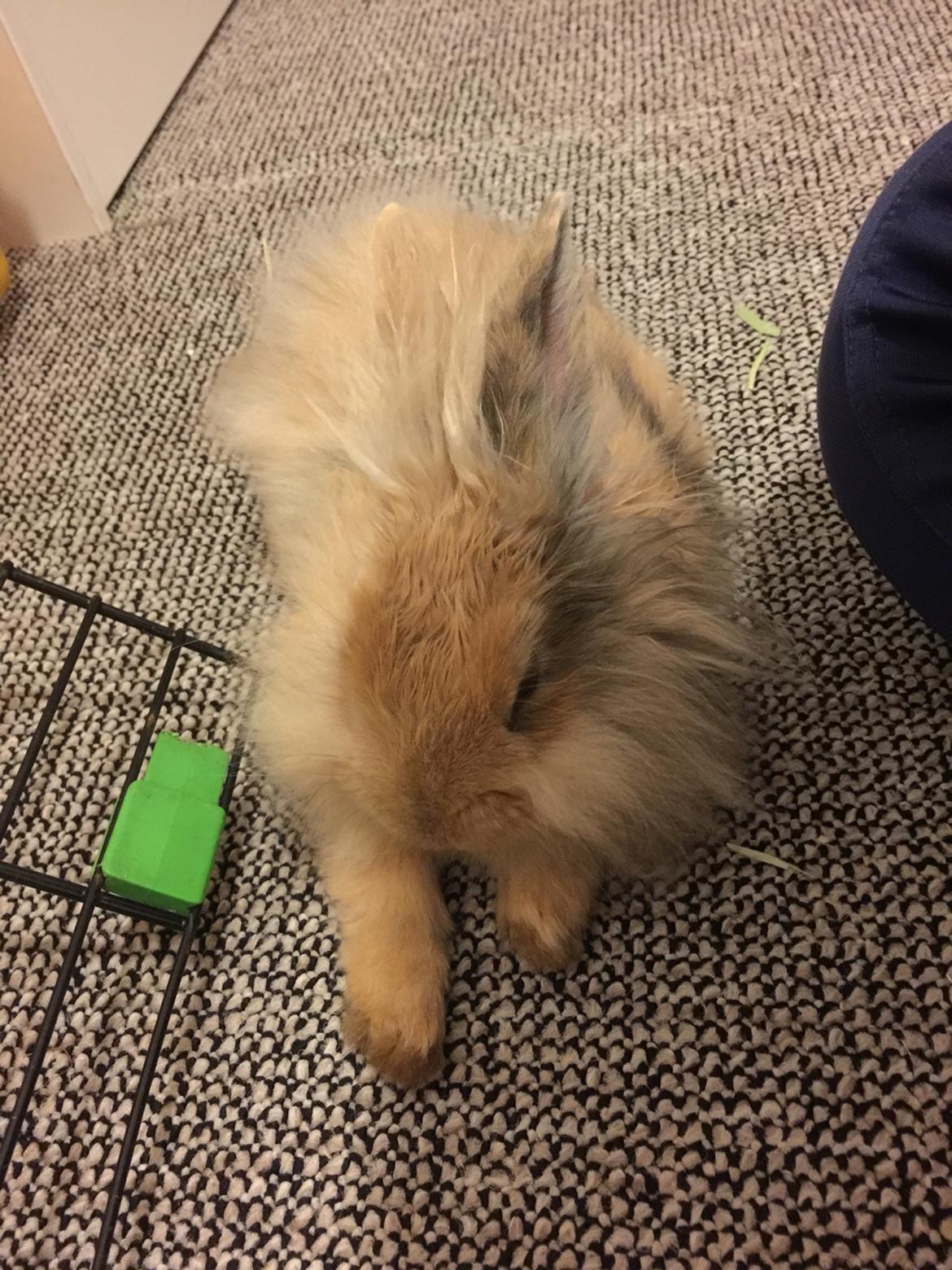 Kanin León {løvehoved} billede 16