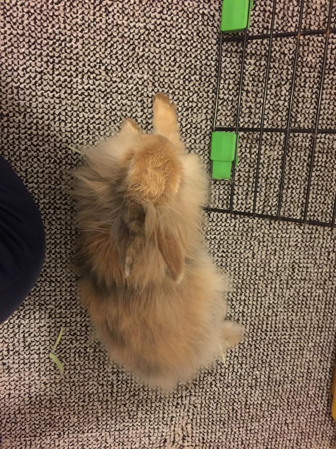 Kanin León {løvehoved} billede 19