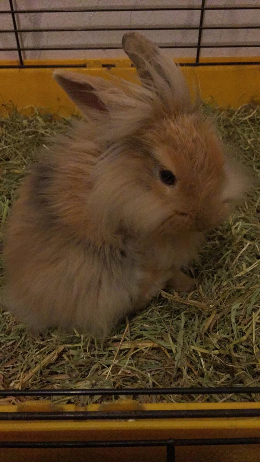 Kanin León {løvehoved} billede 21