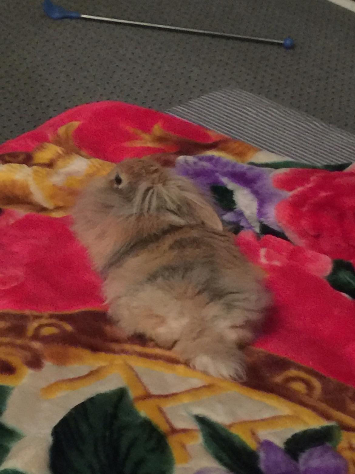 Kanin León {løvehoved} billede 22