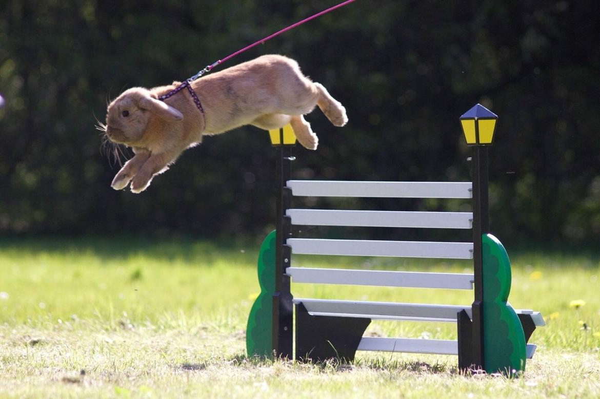 Kanin Oceans SCh. Playa Vargas af Sofiagården billede 11