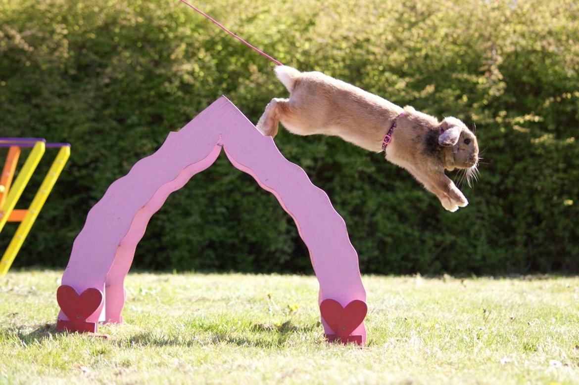 Kanin Oceans SCh. Playa Vargas af Sofiagården billede 13