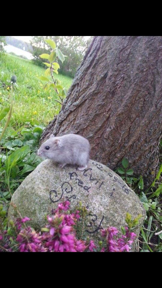 Dværghamster coco RIP ??? billede 1