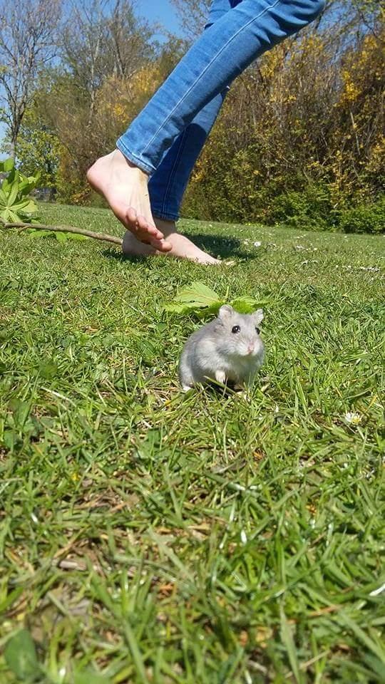 Dværghamster coco RIP ??? billede 2