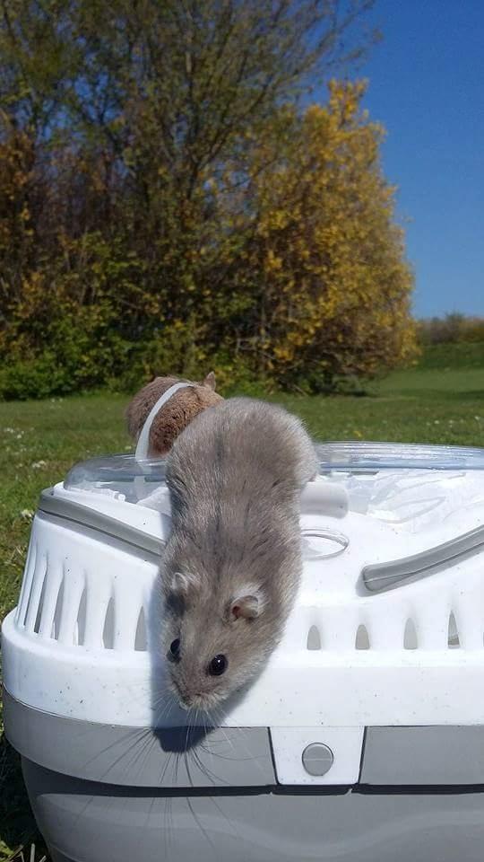 Dværghamster coco RIP ??? billede 4