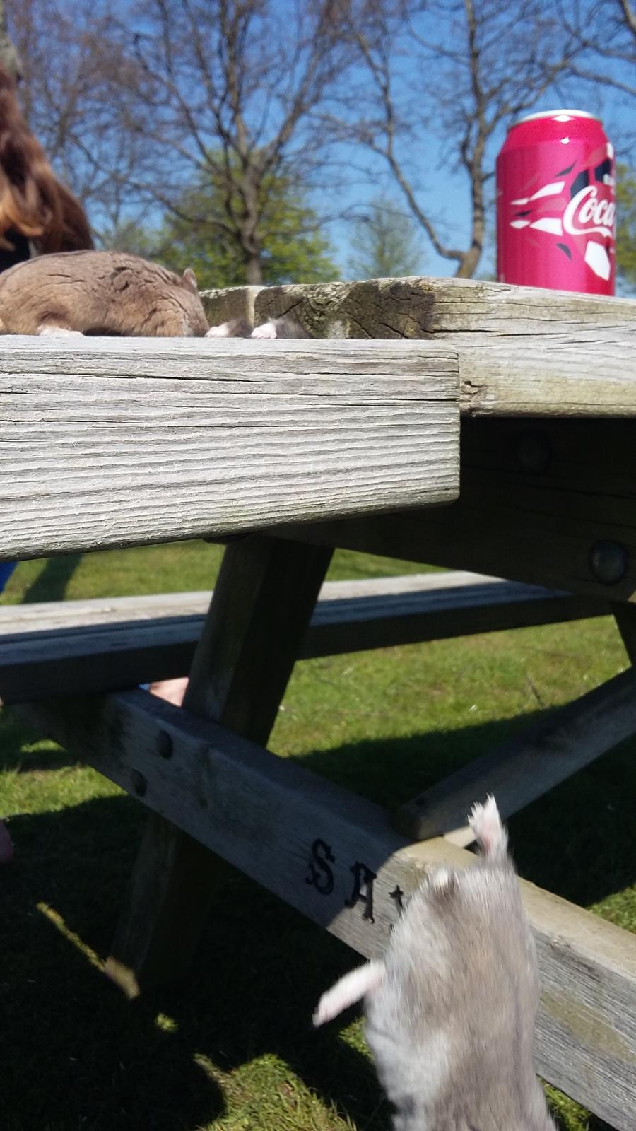 Dværghamster coco RIP ??? billede 5