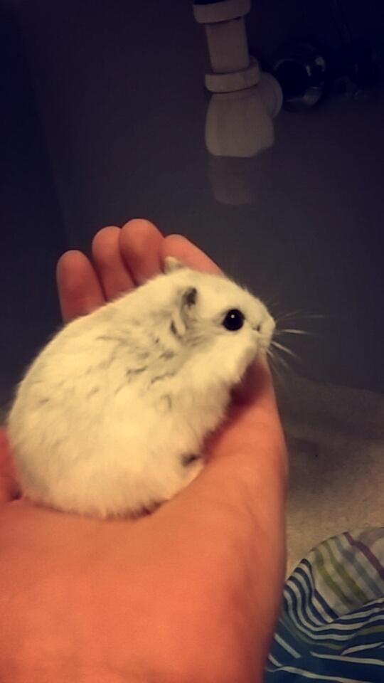Dværghamster coco RIP ??? billede 6