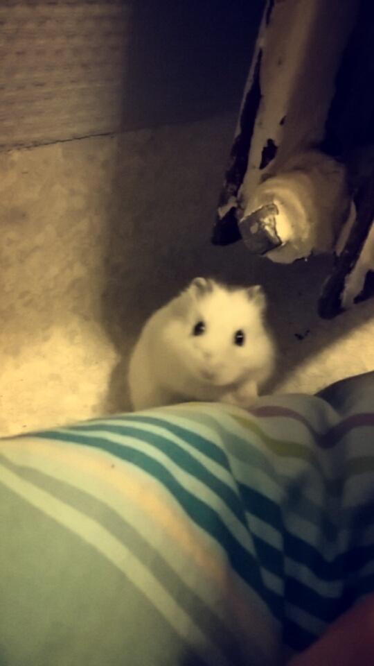 Dværghamster coco RIP ??? billede 3