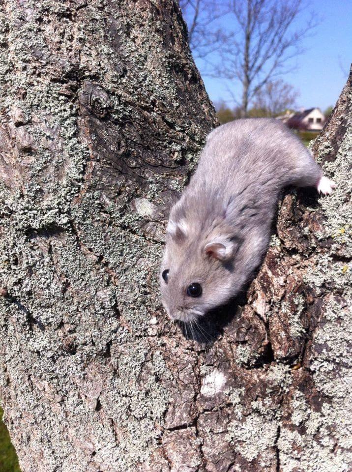 Dværghamster coco RIP ??? billede 7