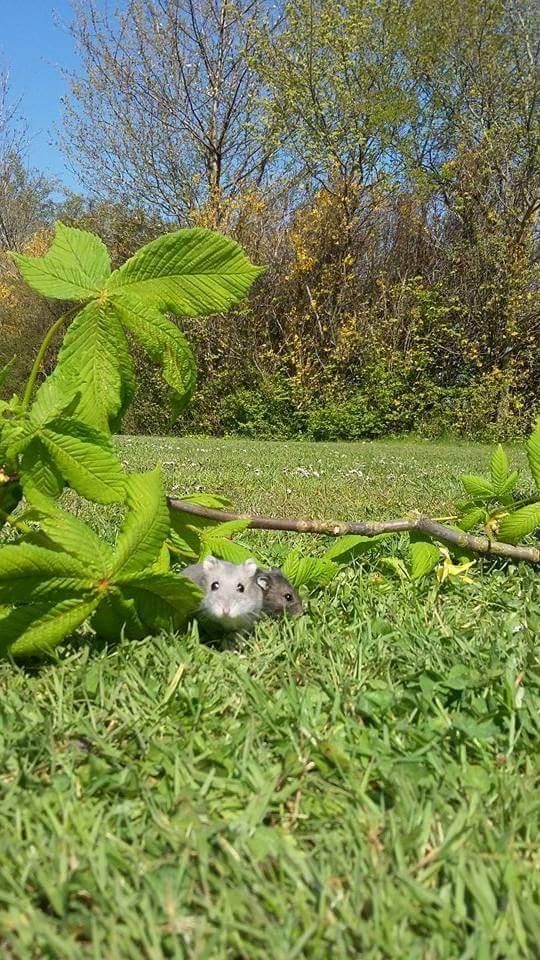 Dværghamster coco RIP ??? billede 8