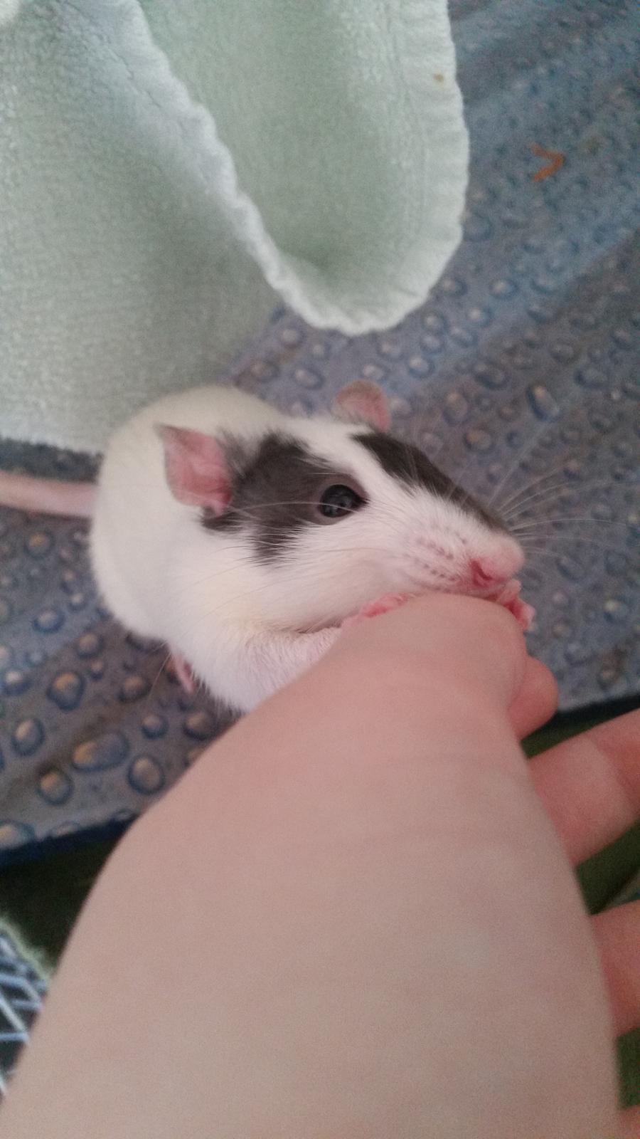 Tamrotte Neo billede 1