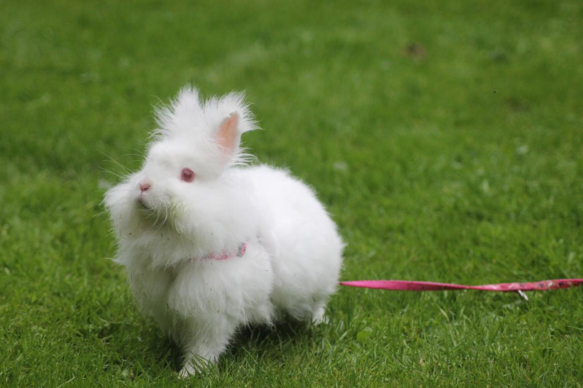 Kanin Prinsesse pjuske billede 4