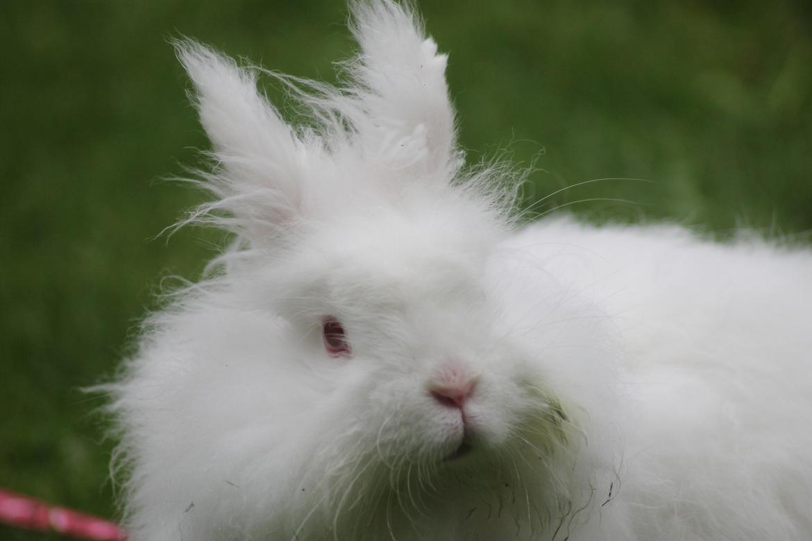 Kanin Prinsesse pjuske billede 9