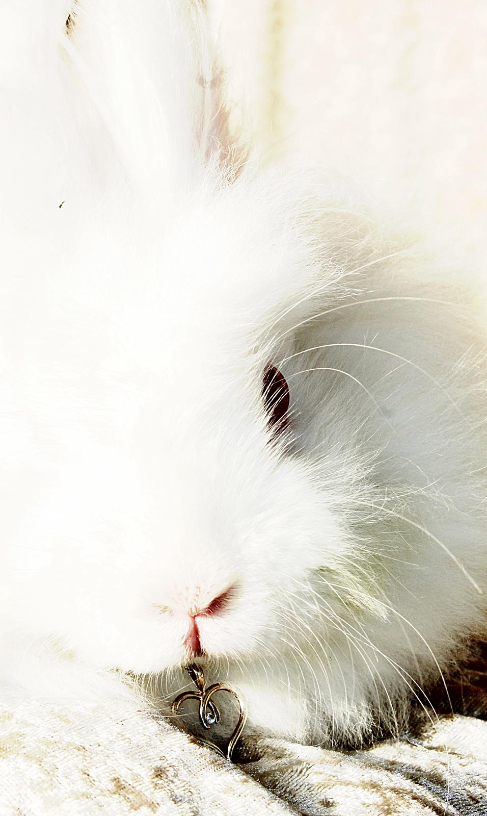 Kanin Prinsesse pjuske billede 6