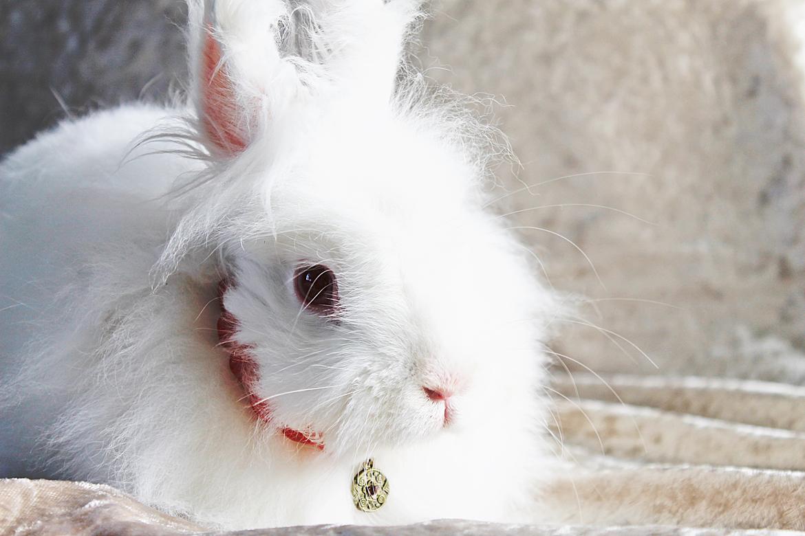 Kanin Prinsesse pjuske billede 2