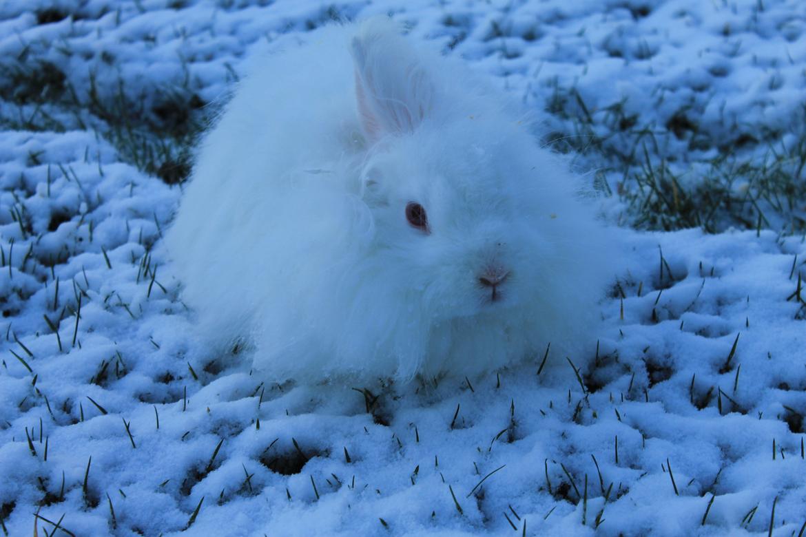 Kanin Prinsesse pjuske billede 5