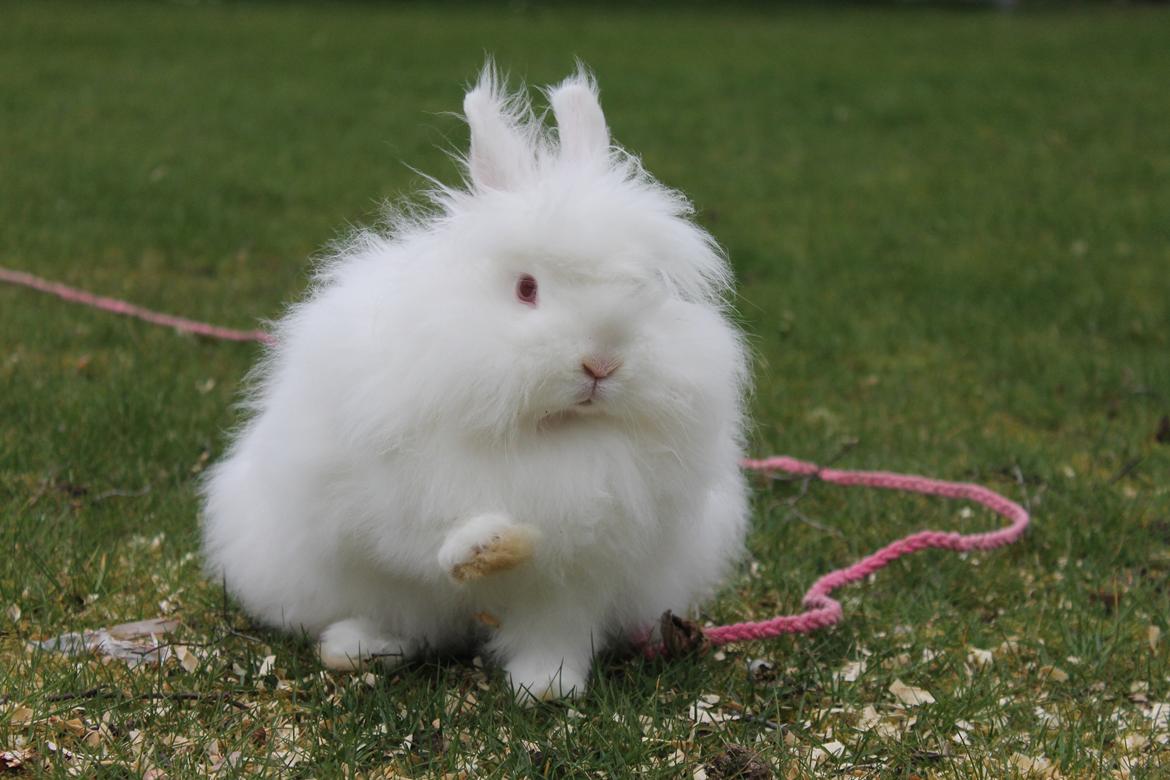 Kanin Prinsesse pjuske billede 8