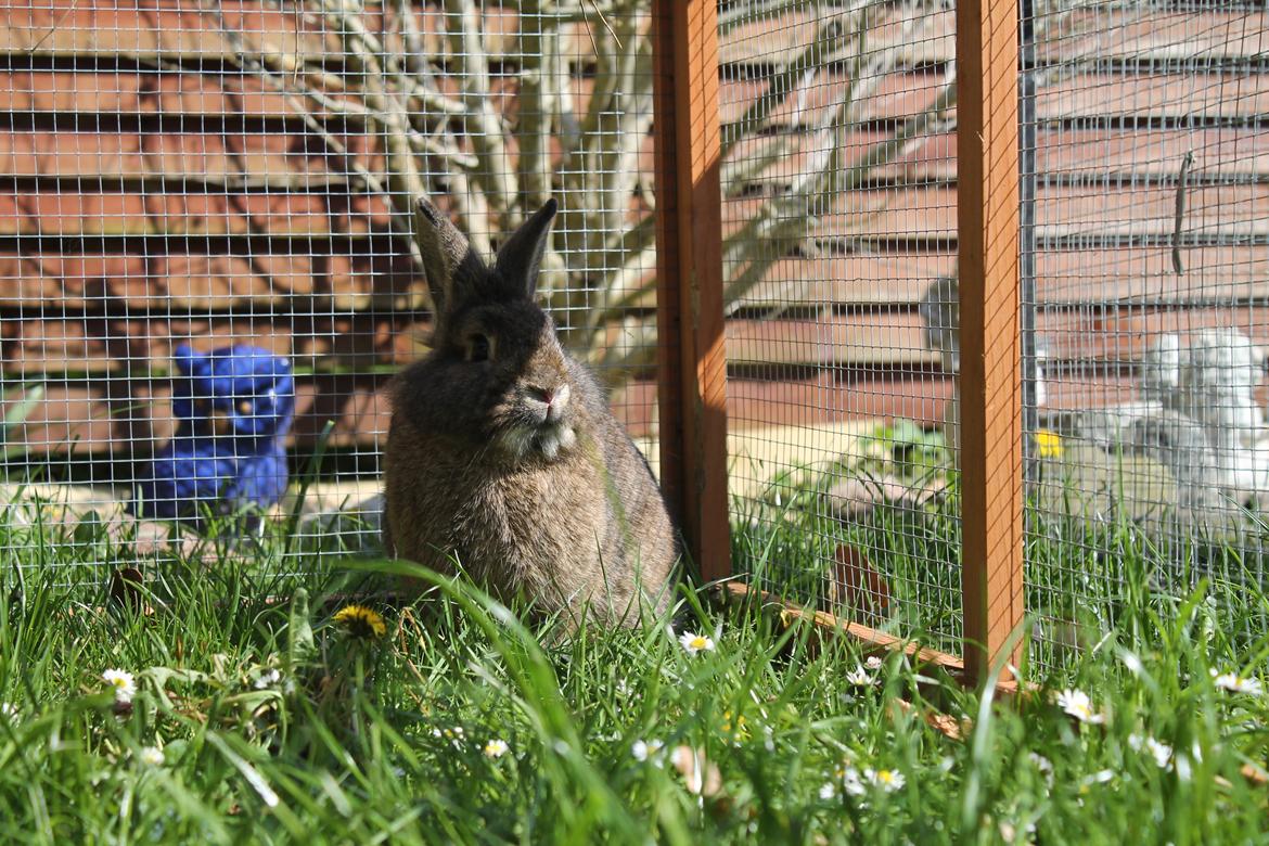 Kanin | Potedask's Alvin billede 38