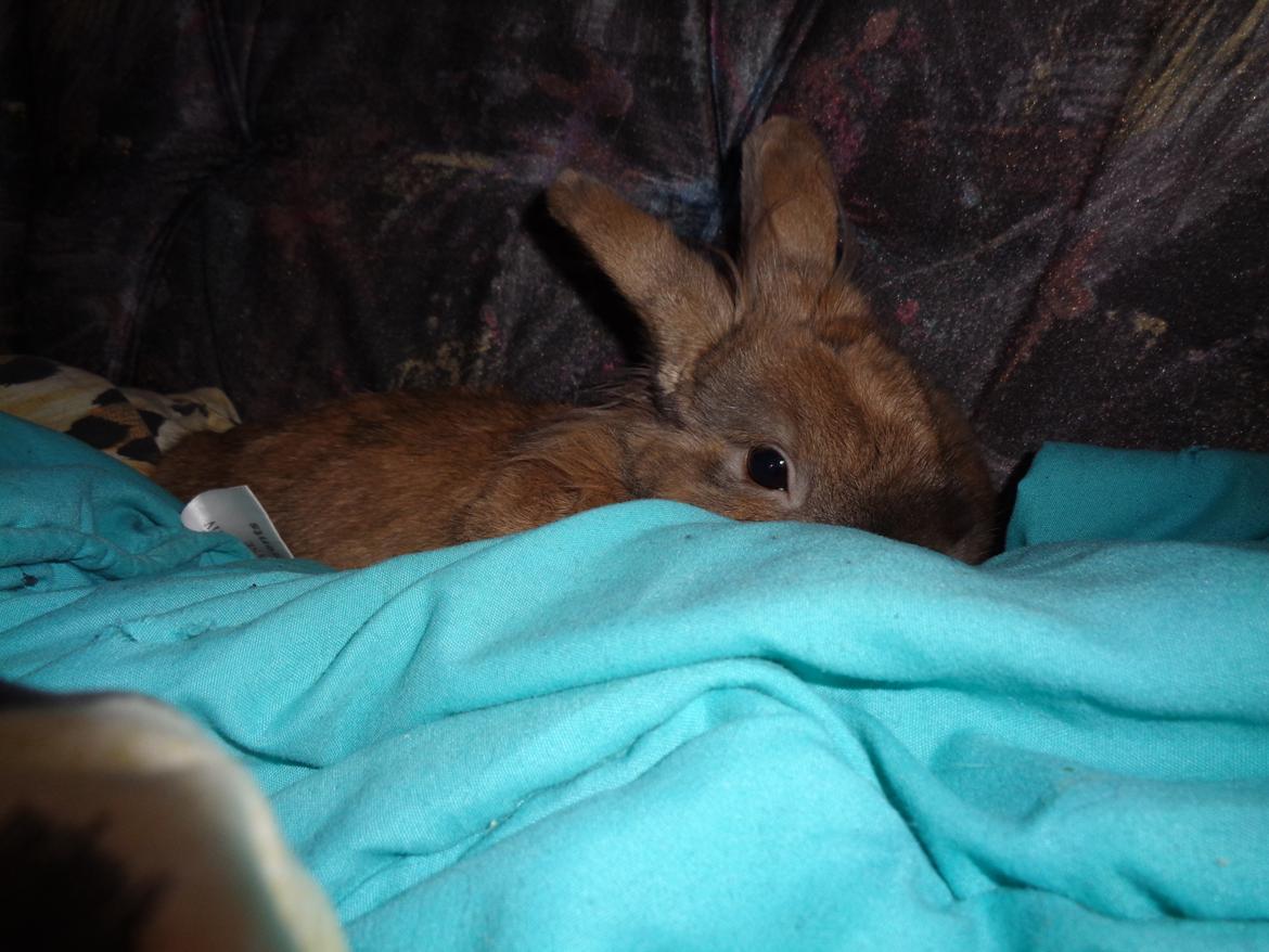 Kanin Diva Dynamo  billede 1