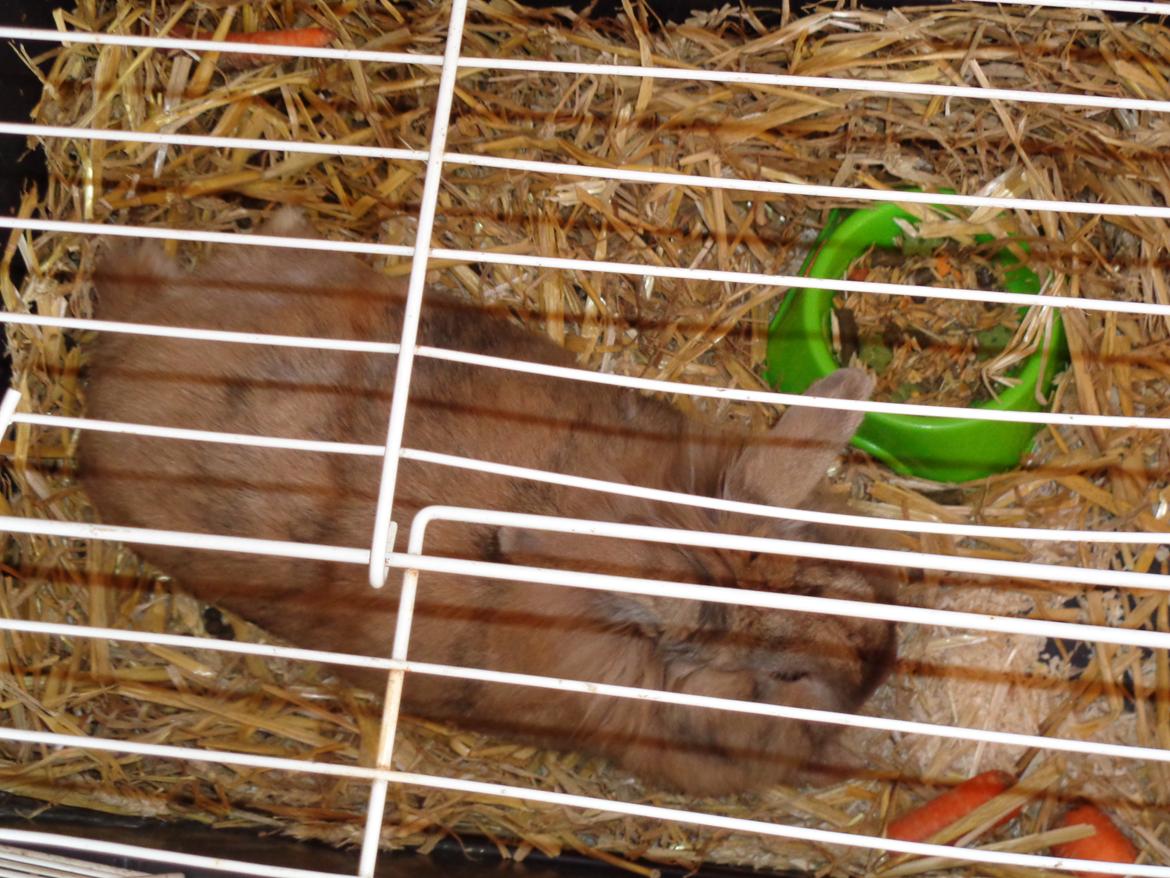 Kanin Diva Dynamo  billede 4