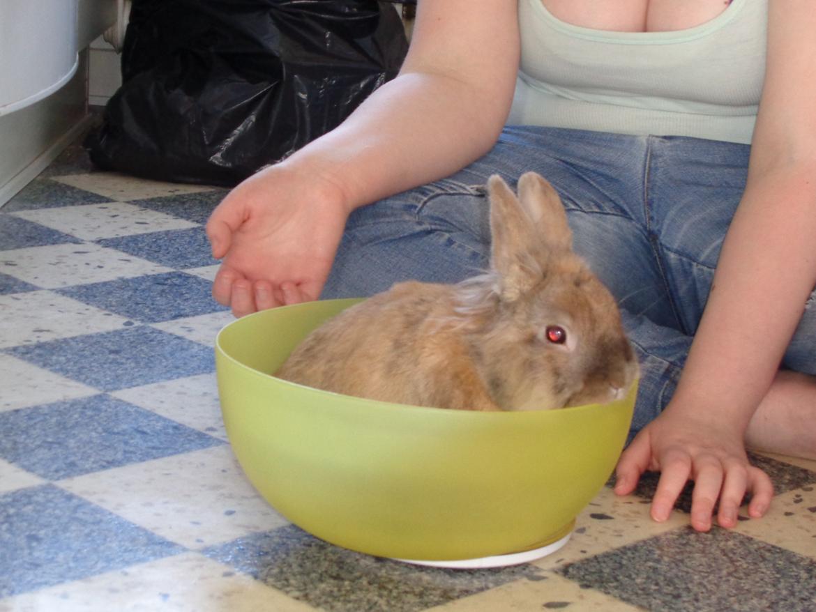 Kanin Diva Dynamo  billede 2